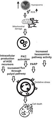 Mechanism of the antidiabetic action of Nigella sativa and Thymoquinone: a review